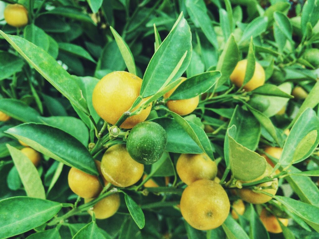 Citroenen als natuurlijke bron van vitaminen en mineralen voor een gezond lichaam